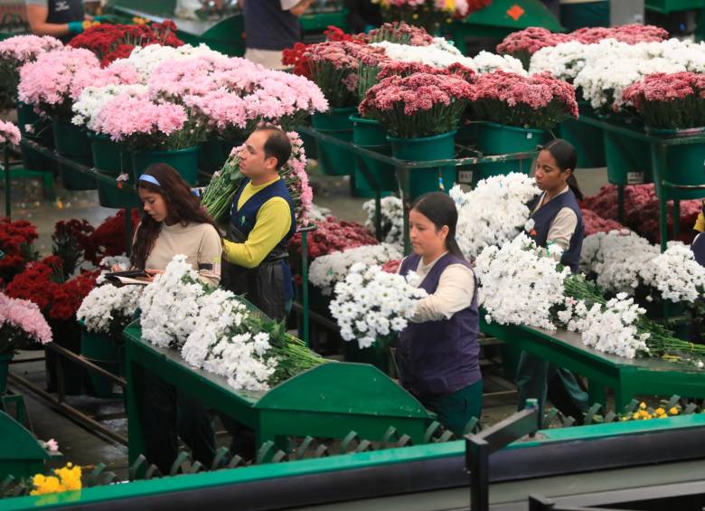 El sector floricultor antioqueño representa el 27% de las exportaciones totales de flores del país. FOTO Esneyder Gutiérrez