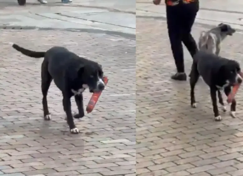 El perrito salió del D1 llevando un salchichón en el hocico. FOTO: captura de video.