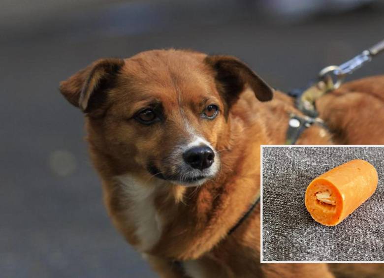 Adelante, una salchicha que en su interior contiene pastillas para presuntamente envenenar animales. Atrás, imagen de referencia de un perro en Medellín. Foto: Andrés Camilo Suárez Echeverry.