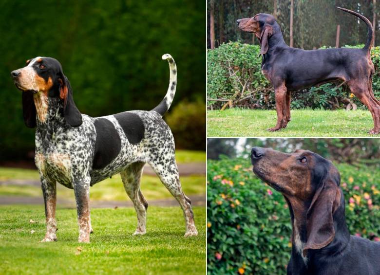 Este es el sabueso fino colombiano, la raza que ya tiene aprobación internacional. FOTOS Cortesía Asociación Club Canino Colombiano.