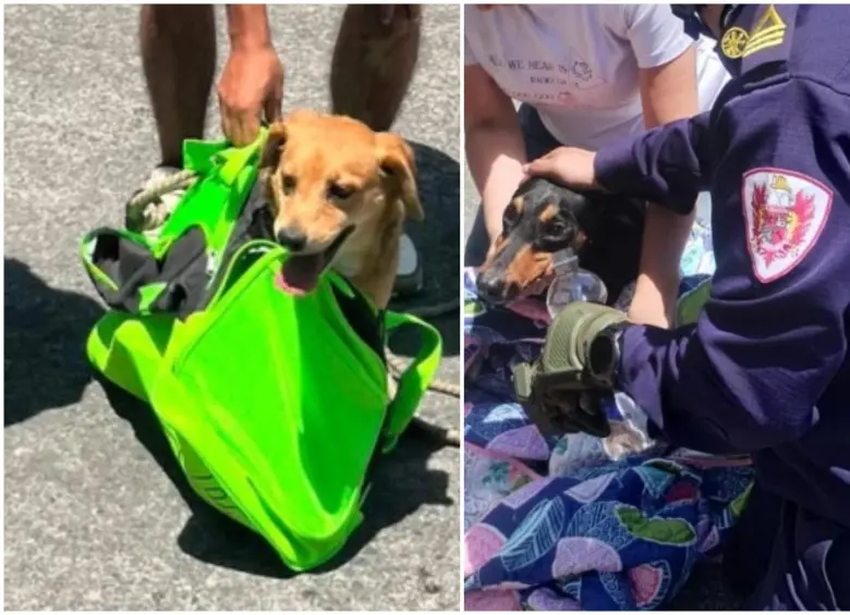 Otros perritos rescatados en medio de la emergencia por el terremoto en Colombia. FOTO: Cortesía tomada de redes sociales.