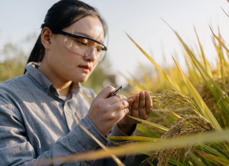 Se trata de un nuevo grano que lleva celulas de res. Crédito: GETTY