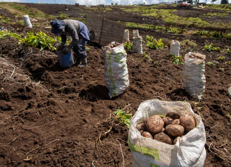 Las papas sobresalen por observar una variación de 78,24% en el año, muy por encima del promedio nacional de inflación. FOTO EL COLOMBIANO