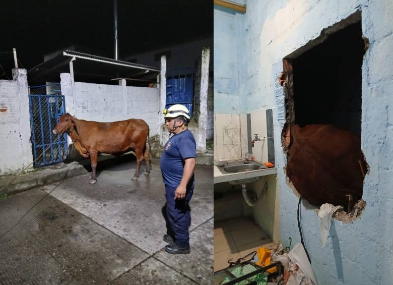 La pared que dejó afectada la caída de la vaca en la casa. FOTO: REDES SOCIALES BOMBEROS MARQUETALIA