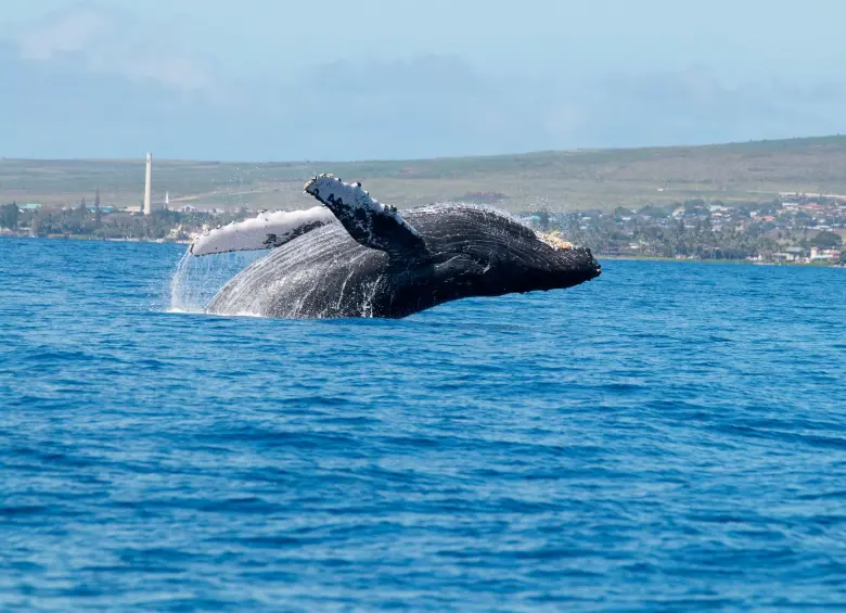 Cada año, más de 3.000 ballenas yubarta llegan al Pacífico colombiano para reproducirse y dar a luz, convirtiendo estas aguas en uno de sus corredores migratorios clave. FOTO Pixabay