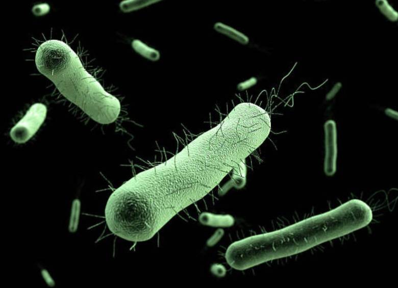 Imagen de referencia de la bacteria Klebsiella oxytoca. FOTO: Pixabay