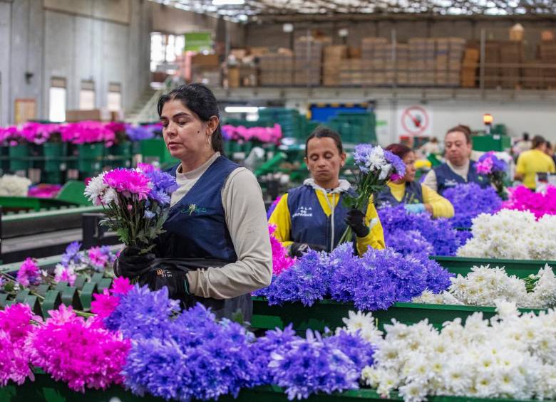 En Capiro 2.500 empleados vigilan con dedicación los cultivos que más tarde llegan a manos de extranjeros, convertidos en coloridos regalos para fechas y épocas especiales. Foto: Esneyder Gutiérrez