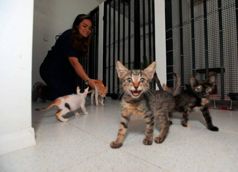 Los gatos que llegaron de Santa Marta a Happy Pets Club y Vida Felina, organizaciones de Medellín. Foto Esneyder Gutiérrez