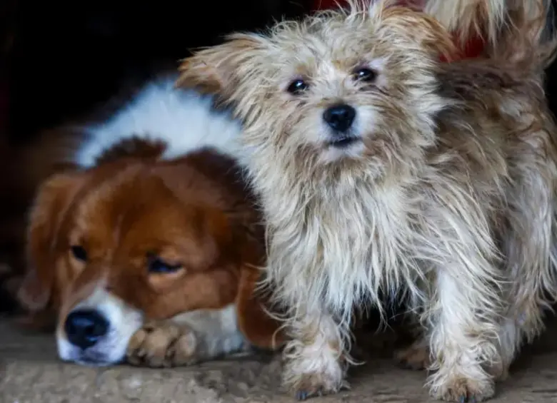 Los animales deberán estar bajo su cuidado por lo menos 6 meses para tener la licencia. FOTO: JULIO CESAR HERRERA