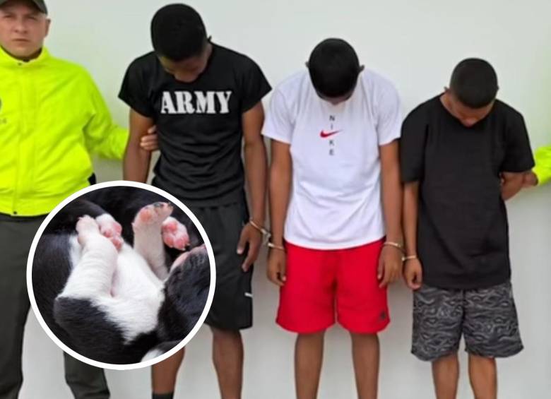 Entre machetazos y risas grabadas por celular, tres militares en Buenaventura convirtieron un puesto de control en un escenario de tortura animal. La imagen del perro es de referencia. FOTO: Policía Nacional, Fiscalía General de la Nación y SSTOCK