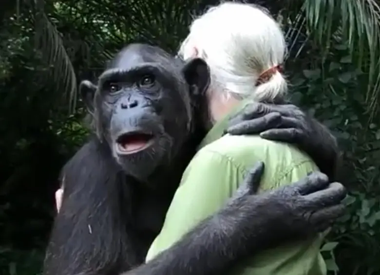 El abrazo entre Jane y Wounda que quedó para la historia. FOTO: Captura video Instituto Jane Goodall