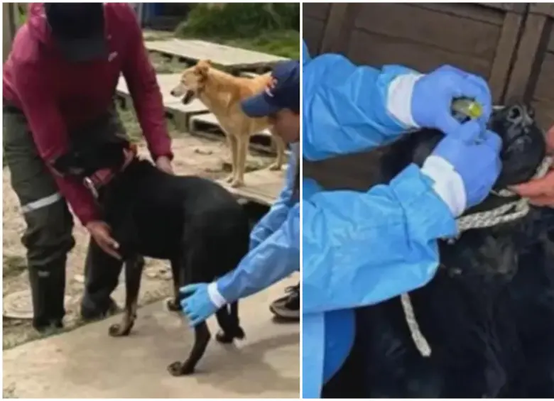 Los animales fueron rescatados y atendidos por el personal especializado del Gelma. FOTO: Fiscalía General de la Nación