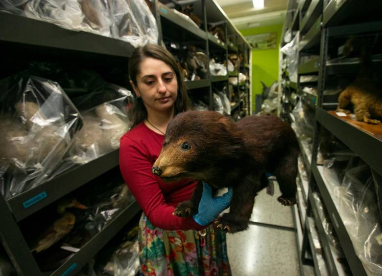 La bióloga Eliana Yepes sostiene uno de los especímenes naturalizados de la Colección. FOTO: ESNEYDER GUTIÉRREZ.