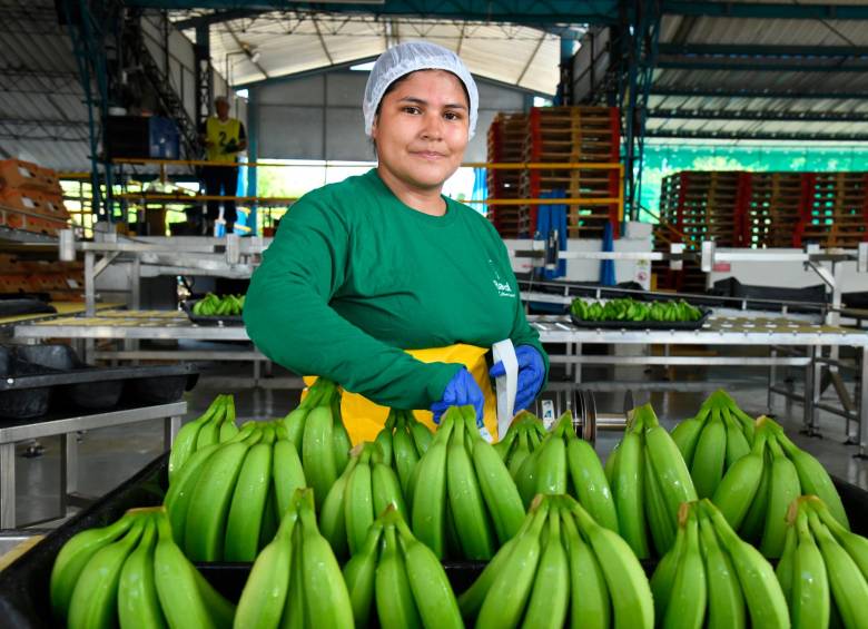 Sector bananero, protagonista en la protección del medio ambiente en Urabá