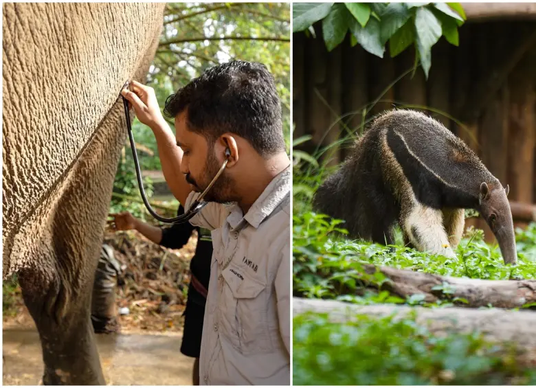 Vantara es un avanzado centro de conservación y rehabilitación en la India. FOTO: Vantara