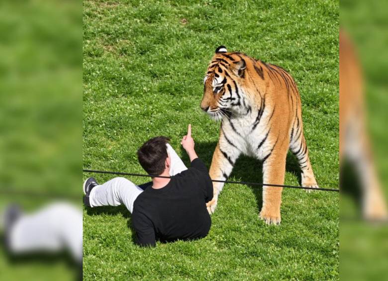 Ataque de tigre a hombre en Reino Unido. Foto: X Conde Pedro Ortega @PedroOrtega111