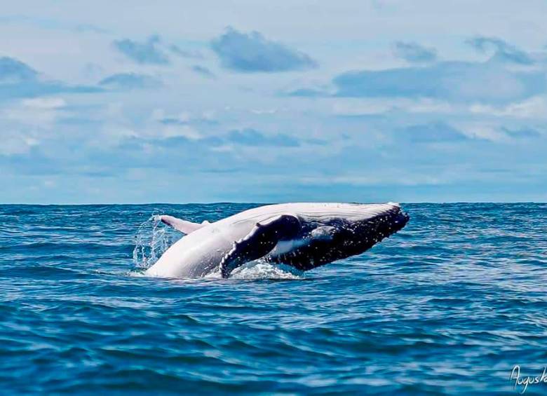 La temporada de ballenas es entre la segunda semana de junio y la segunda de octubre.