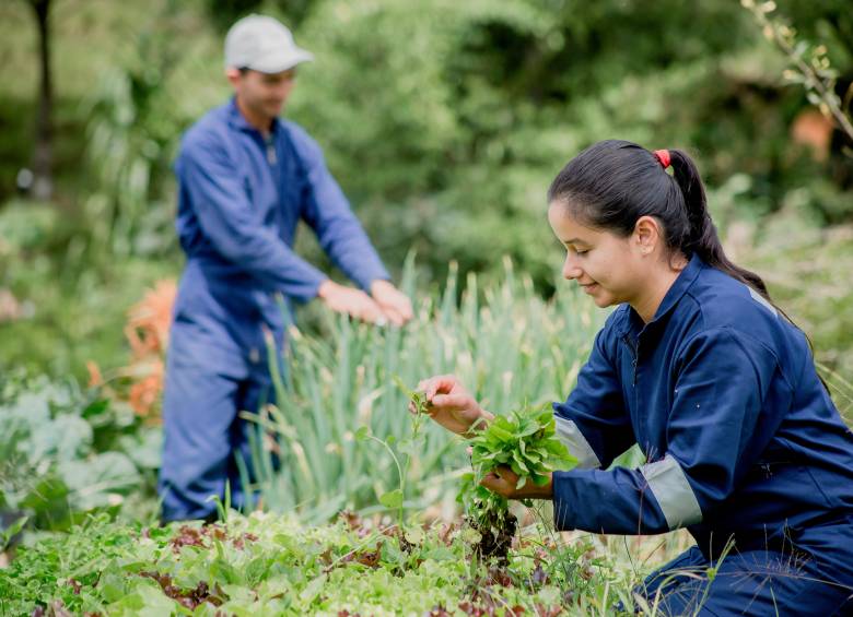 Desde Jericó, Urantia impulsa la agricultura sostenible y nuevas oportunidades en el campo. Foto: cortesía.