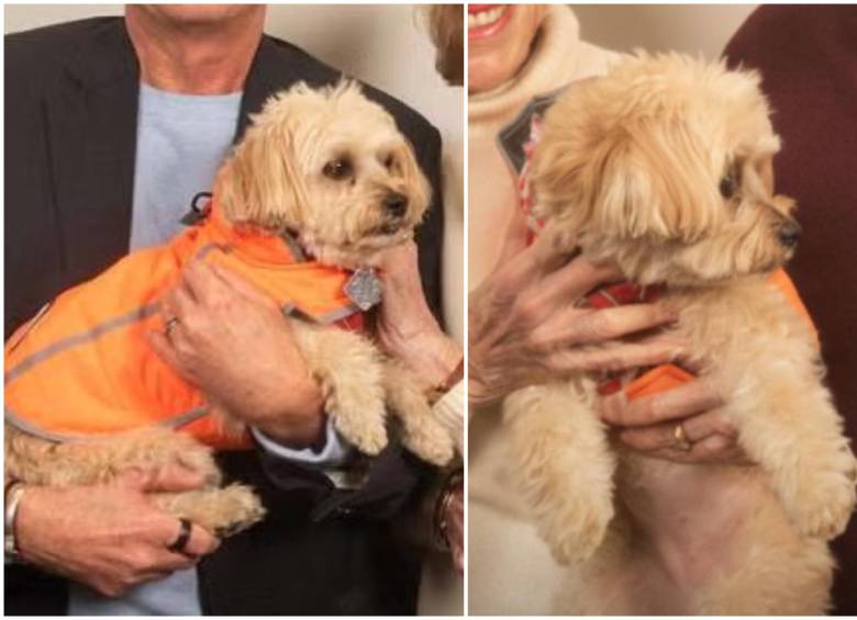 Él es Angel, el perro de Joan y Sanford I. Weill. FOTO: UC Davis