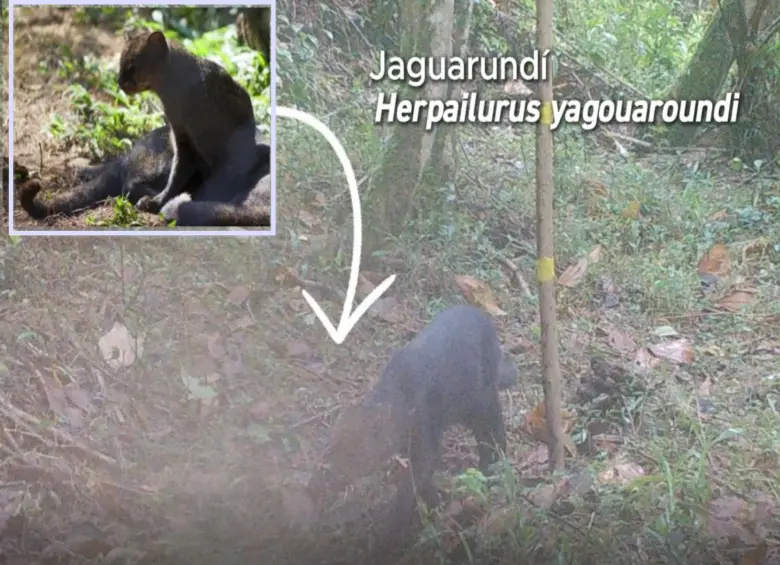 El jaguarundí pasando por una de las cámaras trampa de la zona de reserva. FOTO: Cortesía Alcaldía de Itagüí