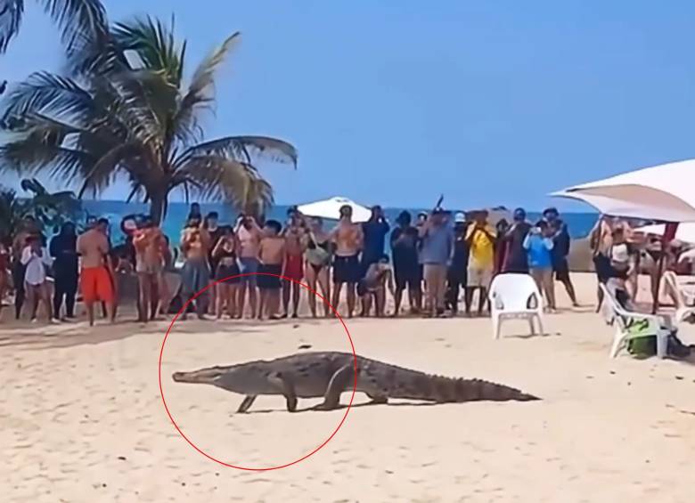 Caimán recorrió una playa del Tayrona ante la mirada de los turistas. Foto: caotura de video redes sociales @PlataformaALTO