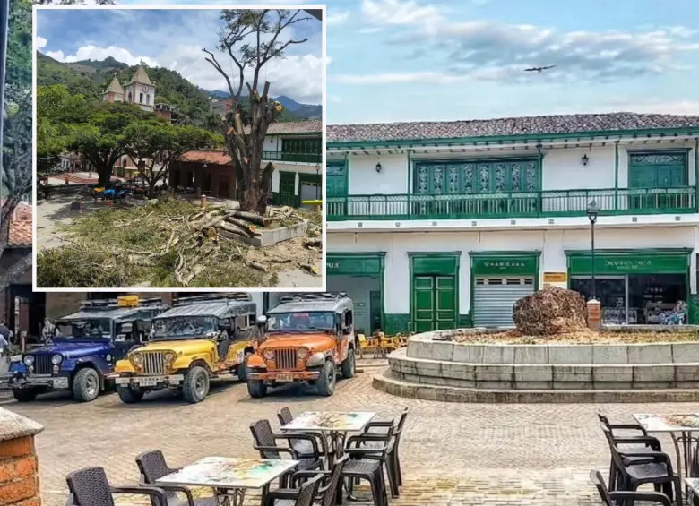 Durante los últimos días se ha hecho la tala paulatina del emblemático árbol. FOTO: imagen tomada de redes.