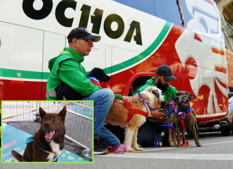 Si bien desde 2024 ya 3.853 animales han sido “transferidos” al mejor equipo posible –una familia que los recibió en su hogar–, todavía quedan muchos esperando la oportunidad de ser adoptados. FOT: Cortesía