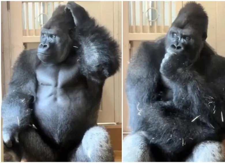 El ejemplar, conocido por su expresividad y por ser hijo de la celebridad internacional Shabani, se retiró a una zona de escaleras donde mantuvo la cabeza apoyada en su mano y se rascó el rostro de manera pausada. FOTO: Captura de video de redes sociales 