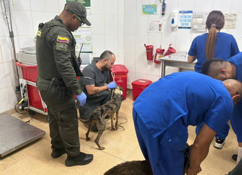 Durante la inspección, las autoridades evidenciaron que los caninos presentaban un avanzado estado de caquexia, una condición asociada con desnutrición severa y pérdida extrema de masa corporal. FOTO Policía Metropolitana. 