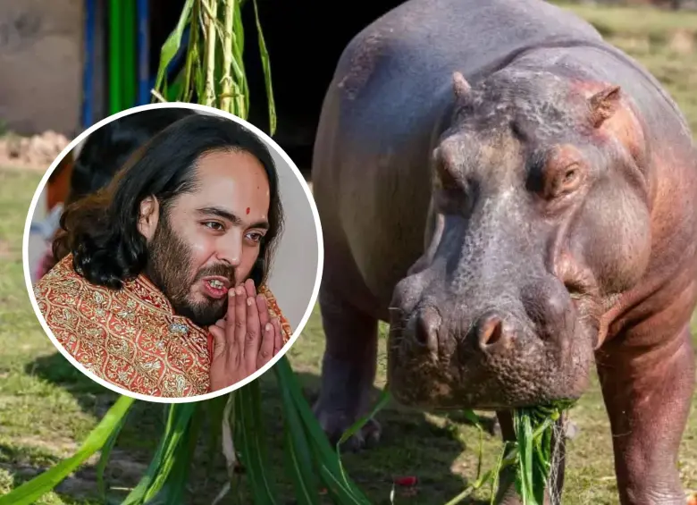 Anant Ambani, multimillonario indio y fundador de Vantara, propuso recibir en India a 80 hipopótamos de Colombia. Foto: Getty / Juan Antonio Sánchez