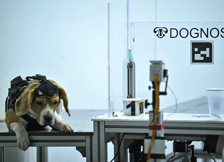 Este es uno de los perros entrenado por la startup Dognosis en Bangalore, India. El animal usa un casco con sensores para olfatear muestras de aliento humano y detectar cáncer. FOTO AFP