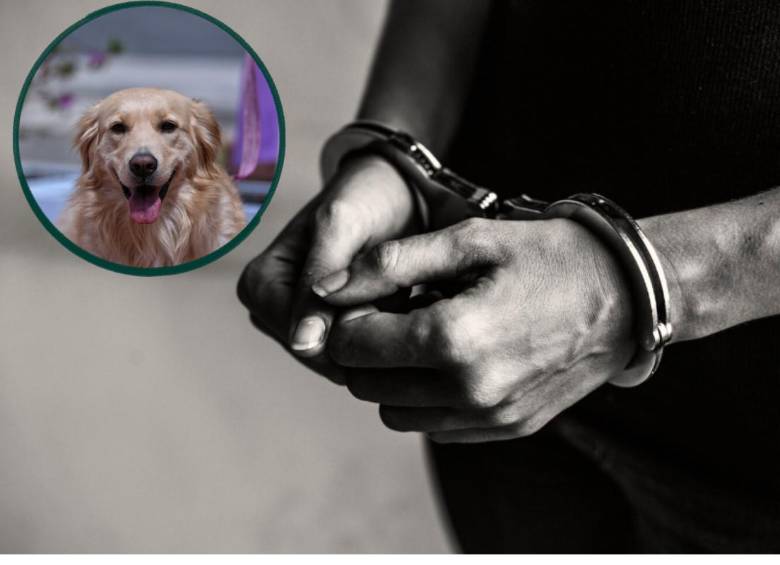 La nueva ley establece penas de hasta 55 meses de prisión para quienes incurran en actos de zoofilia. FOTO: Magnific, Colprensa.
