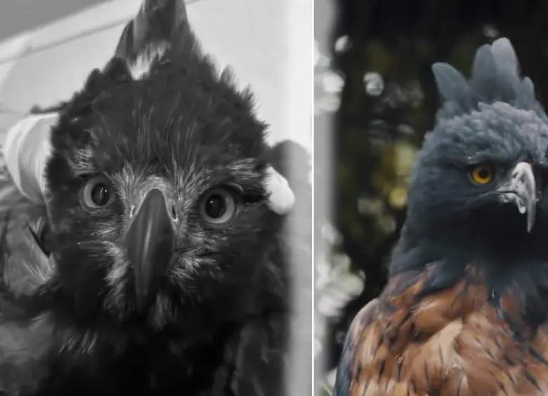 El animal presentaba, además de la herida por el disparo, una fractura grave en su miembro inferior izquierdo, anemia severa y dolor intenso. Foto: Cortesía