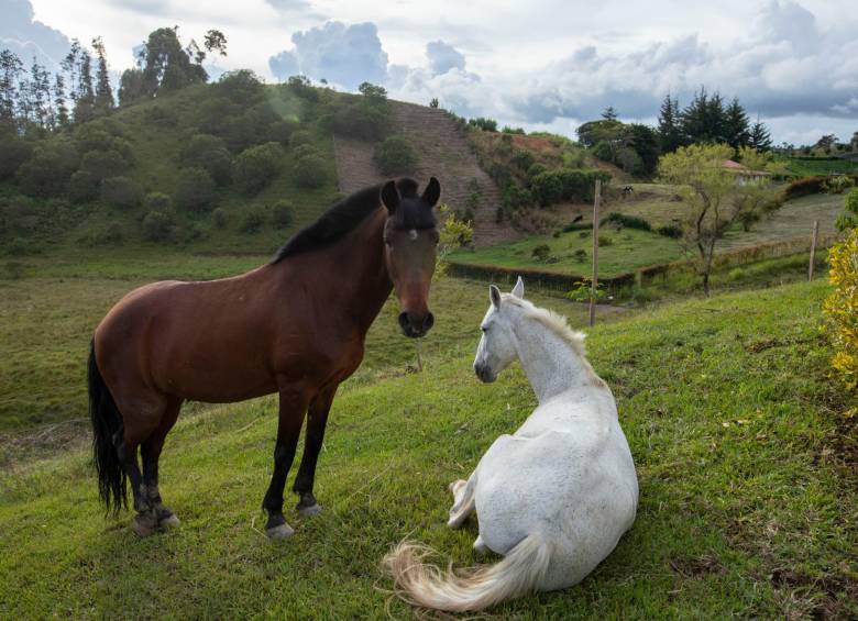 Los dos caballos fueron parte del proceso de erradicación de los coches que se adelantó en el Valle de Aburrá en el 2019. Foto: Edwin Bustamante