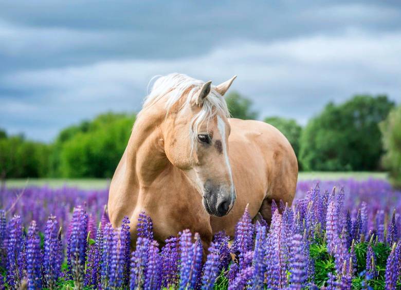 En el mundo hay alrededor de 60 millones de caballos. FOTO: Getty
