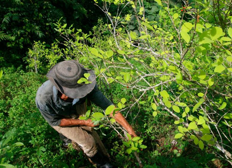Los cultivos de coca se siguen concentrando en 185 de los 1.122 municipios del país. FOTO: Archivo EL COLOMBIANO