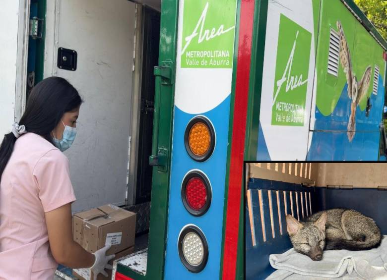 Adelante, un zorro perro rescatado por los funcionarios del Área Metropolitana. Atrás, una de las unidades móviles dedicadas a esta tarea. FOTO: Cortesía.