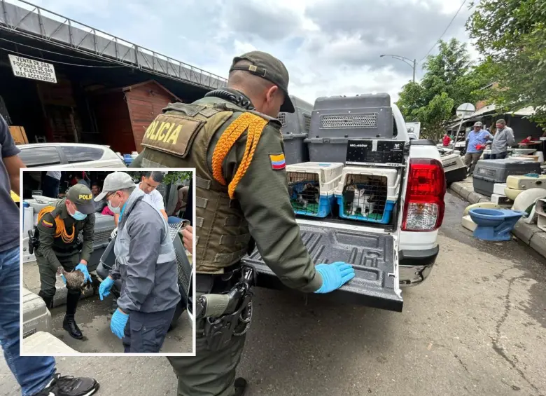 Adelante, uno de los patos que fue rescatado. Atrás, cachorros de felino que también fueron rescatados por la Policía. FOTO: Cortesía MEVAL