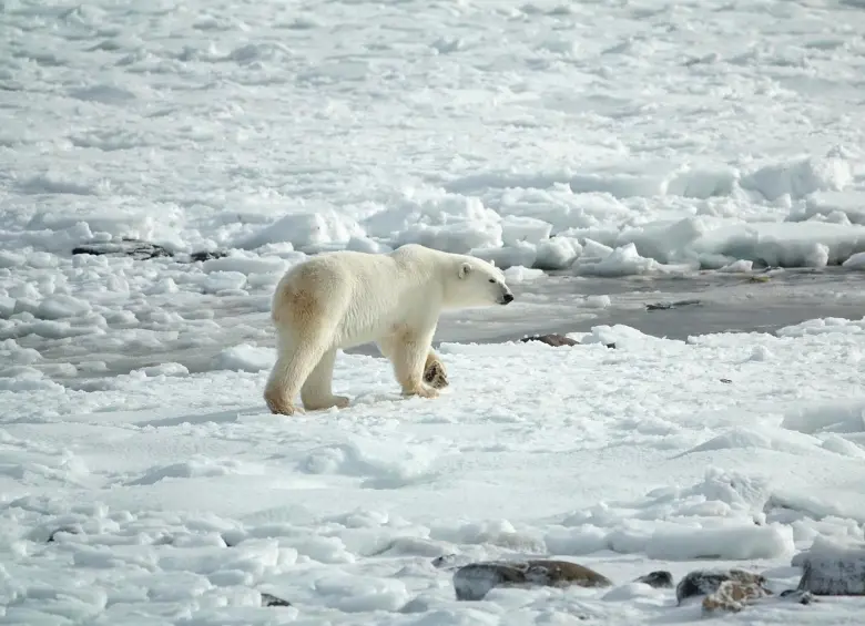 La piel bajo el pelaje del oso polar es negra, así absorbe mejor el calor del sol en un entorno helado. FOTO: Pixabay