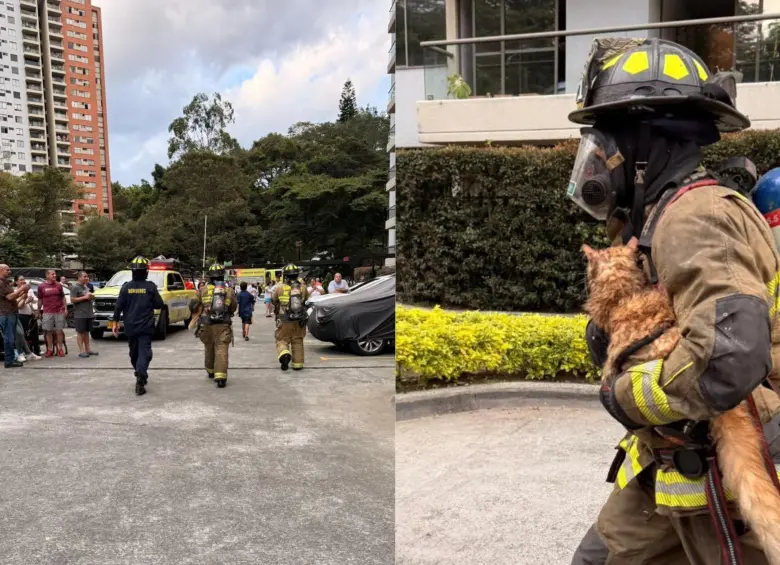 Bomberos rescataron a dos gatos y un perro de un incendio en un apartamento en Medellín. FOTO: CORTESÍA