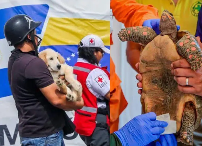 Más de 300 mascotas fueron rescatadas después de los dos terremotos de magnitud 7,2 y 7,5. Foto: redes sociales @SecPrensaSV