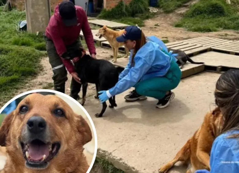 En una acción conjunta sin precedentes en el departamento, el grupo Gelma de la Fiscalía, la Policía Nacional y el Instituto de Protección y Bienestar Animal de Cundinamarca intervinieron una vivienda donde permanecían hacinados más de 300 perros. FOTO: Fiscalía General de la Nación