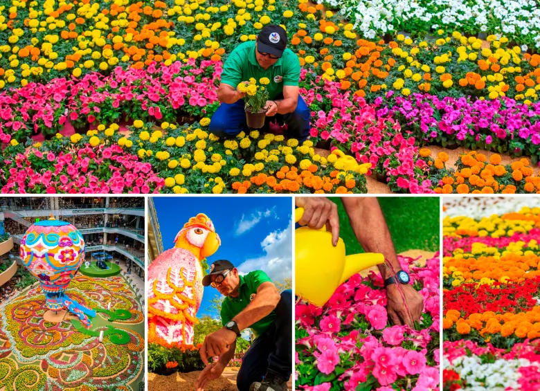 Este año el tapete de flores festeja 15 años con grandes piezas que en otro momento fueron el diseño principal de esta actividad. FOTOS Camilo Suárez.