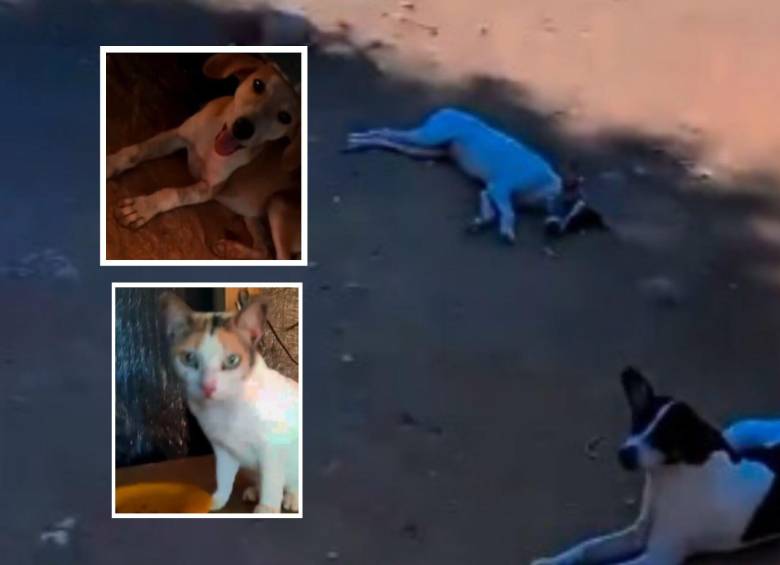 Isabel es una rescatista de animales que no ha querido abandonar el Catatumbo para no dejar desamparados a los perros y gatos que tiene a su cargo. Fotos: Captura de video