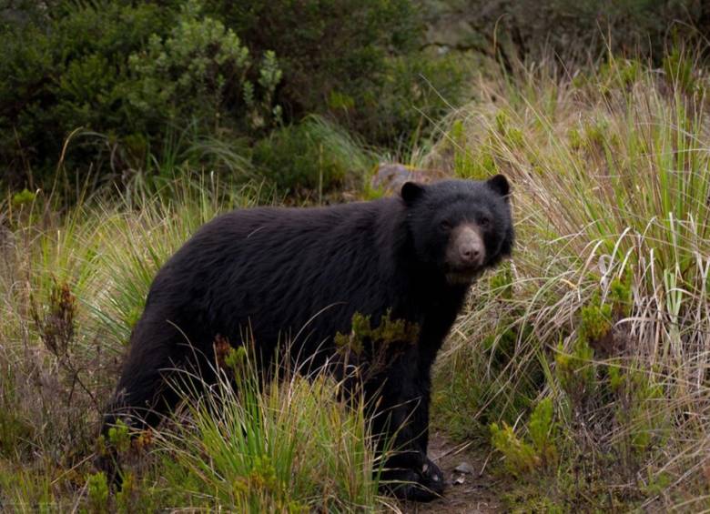 Una manada de osos andinos sorprendió a visitantes en un parque en Cundinamarca. Foto de referencia: Colprensa