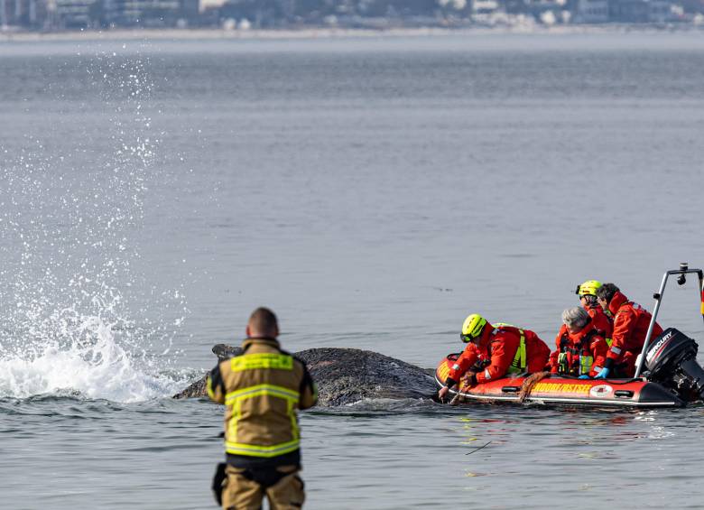 Esta es la ballena jorobada varada en aguas poco profundas mientras equipos de rescate intentan devolverla al mar. Su estado empeora con el paso de las horas. FOTO: Ulrich Perrey / DPA Picture-Alliance via AFP