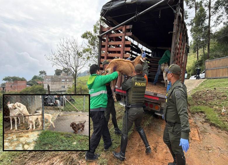 Adelante, algunos de los perros encontrados. Atrás, una de las cabras rescatadas. FOTO: Cortesía