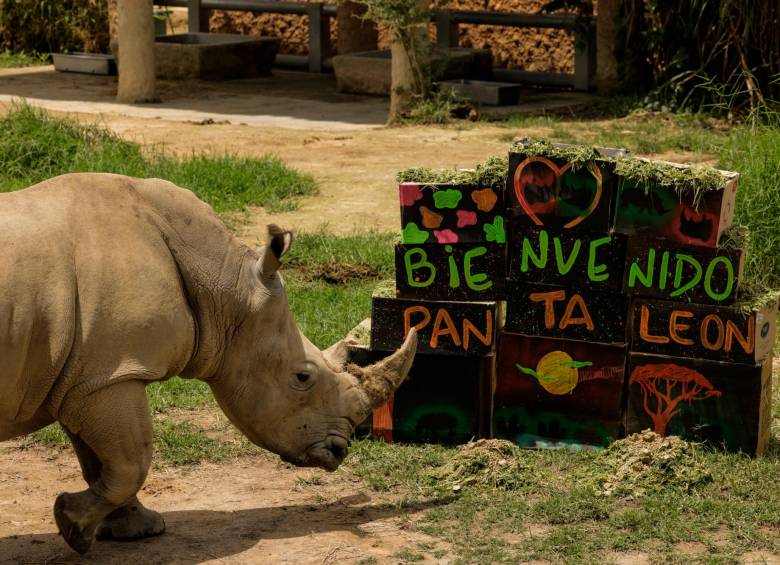 En el mundo hay alrededor de 20.000 ejemplares de rinocerontes blancos. Tres de ellos están en el Bioparque Ukumarí, de Pereira. Se espera que puedan reproducirse. FOTO cortesía