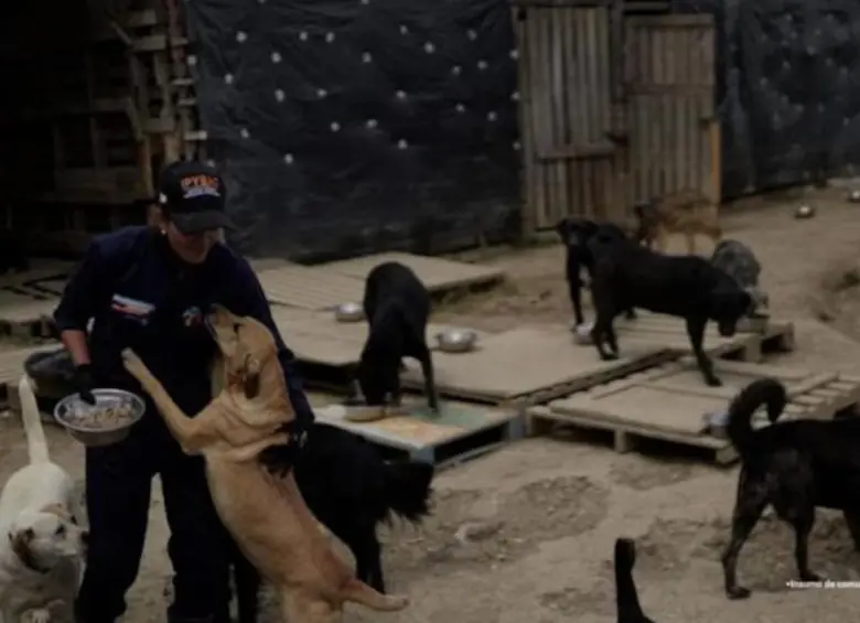 Los perros denominados como criollos estaban hacinados sin comida y en condiciones precarias. FOTO: Fiscalía General de la Nación