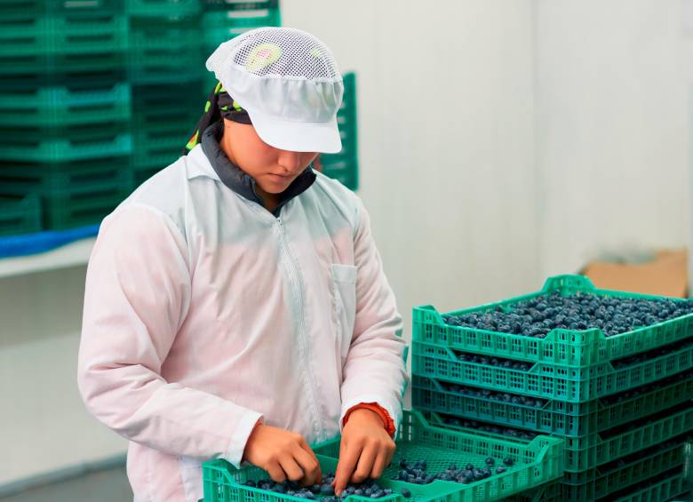 Los arándanos generan unos 5.000 empleos directos —en su mayoría ocupados por mujeres rurales cabeza de familia— y alrededor de 25.000 empleos indirectos. FOTO CORTESÍA ASOCOLBLUE.